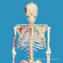170cm Painted Labeled Full Human Skeleton Medical Model for Demonstration